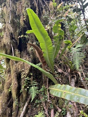 Elaphoglossum