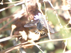 Poecilanthrax californicus