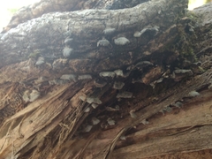 Resupinatus trichotis