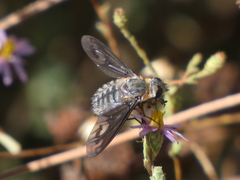 Poecilanthrax californicus