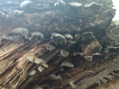 Resupinatus trichotis