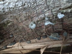 Resupinatus trichotis