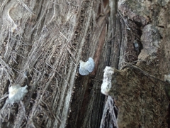 Resupinatus trichotis