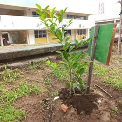 Citrus × aurantiifolia