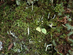 Multiclavula corynoides