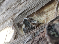 Resupinatus trichotis