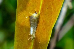 Graphium agamemnon