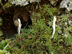 Multiclavula corynoides