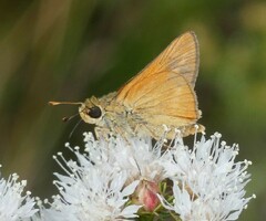 Hesperia meskei straton