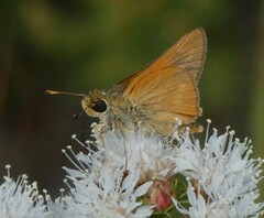 Hesperia meskei straton