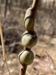 Euhexomyza schineri