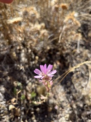 Sidalcea