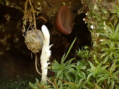 Multiclavula corynoides