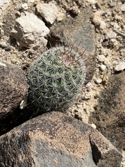 Mammillaria dioica dioica