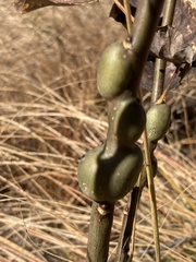 Euhexomyza schineri