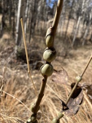 Euhexomyza schineri