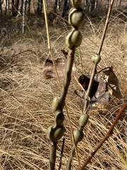 Euhexomyza schineri