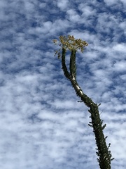 Fouquieria columnaris