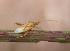 Harmostes reflexulus