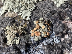 Rhizoplaca chrysoleuca