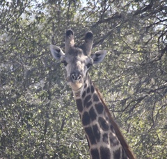 Giraffa camelopardalis giraffa