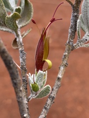 Eremophila glabra