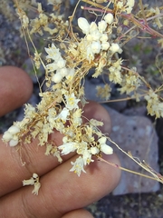 Cuscuta tuberculata