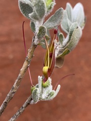 Eremophila glabra