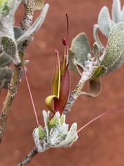 Eremophila glabra