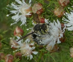 Anthidium maculifrons