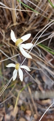Caladenia cucullata