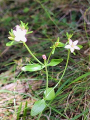 Centaurium tenuiflorum