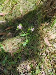 Centaurium tenuiflorum