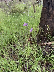 Arthropodium
