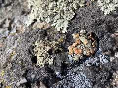 Rhizoplaca chrysoleuca