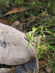 Centaurium tenuiflorum