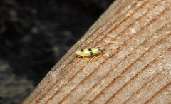 Empoa gillettei
