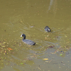 Fulica atra australis