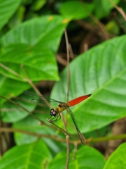 Orchithemis pulcherrima