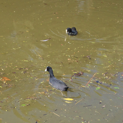 Fulica atra australis