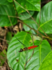 Orchithemis pulcherrima