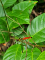 Orchithemis pulcherrima