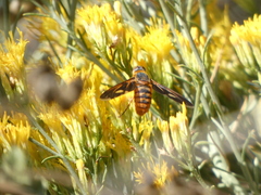 Poecilanthrax eremicus