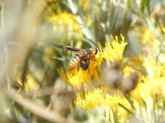 Poecilanthrax eremicus