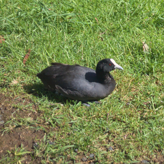 Fulica atra australis