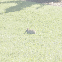 Oryctolagus cuniculus