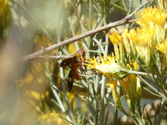 Poecilanthrax eremicus