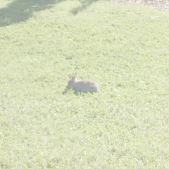 Oryctolagus cuniculus