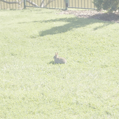 Oryctolagus cuniculus