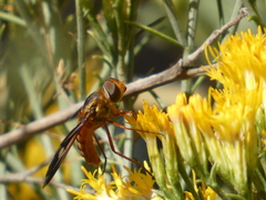 Poecilanthrax eremicus